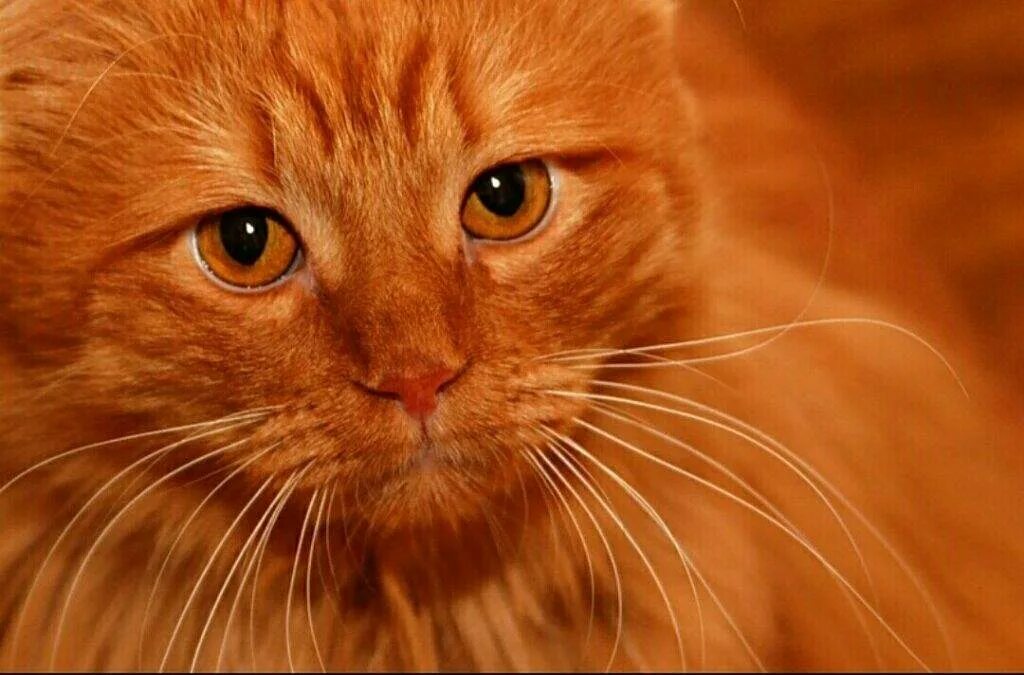 Породы кошек с рыжими глазами. Шотландская вислоухая кошка рыжая. Рыжие коты. Огненно рыжий кот. Рыжий котик.