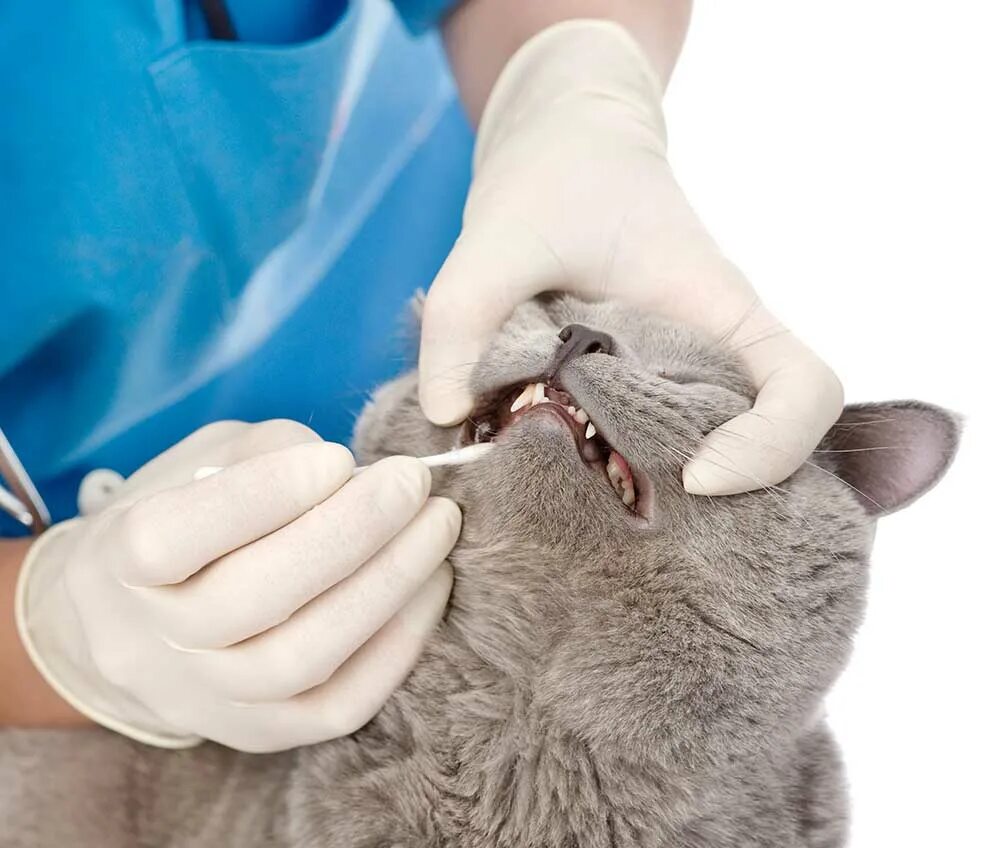 Снятие зубного камня у кошек. Ветклиники чистка зубов