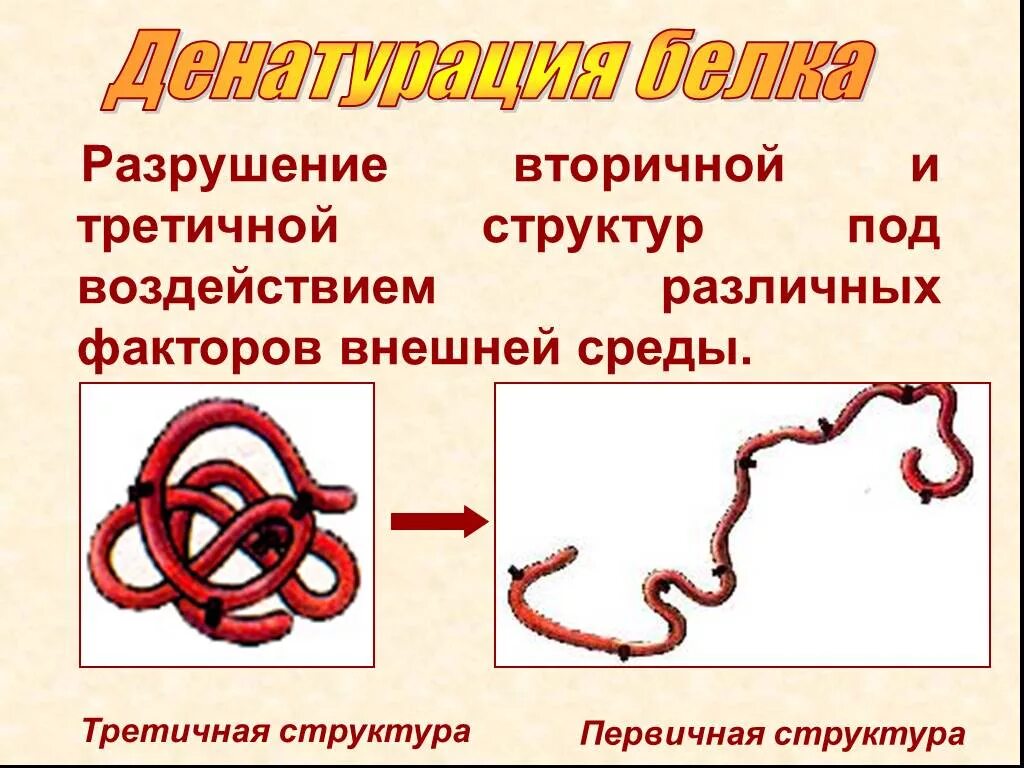 Разрушение молекул белка