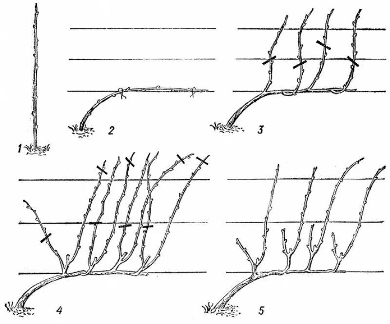 Схема правильной обрезки винограда. Формировка куста винограда для начинающих. Схемы формировки куста винограда. Схемы формирования виноградного куста.