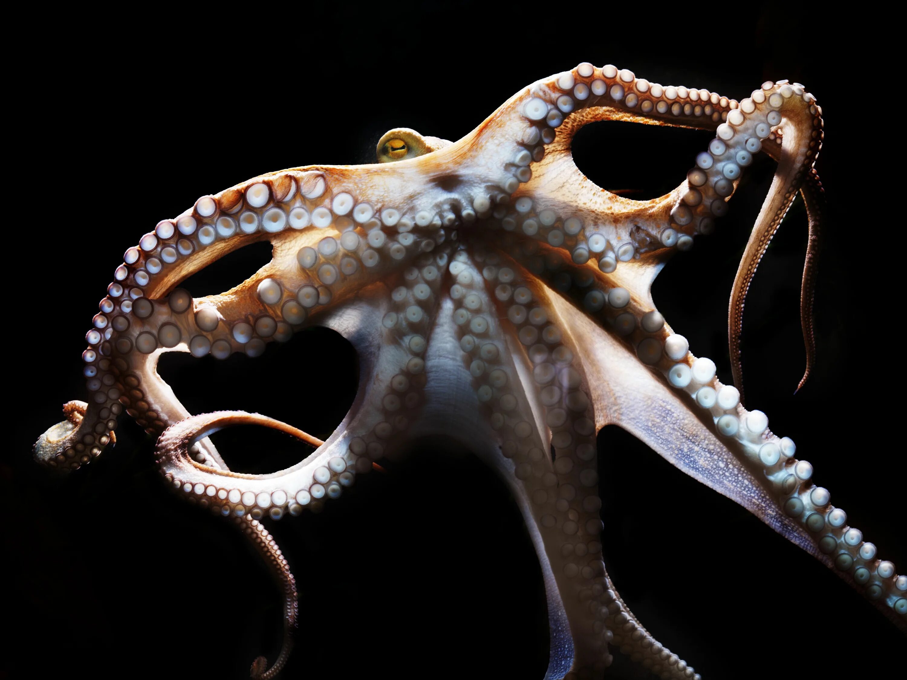 Осьминог Octopus vulgaris. Октопус вульгарис. Осьминог Vitreledonella Richardi. Длиннощупальцевый Спрут.