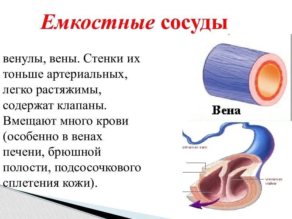 Емкостные сосуды физиология. Физиологическая характеристика емкостных сосудов.. Сосуды артерии вены капилляры. Строение стенки венулы. Соответствие артерии вены капилляры