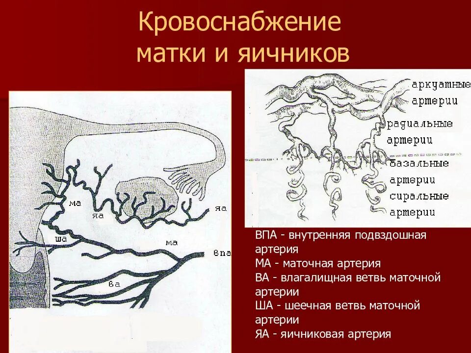 Матка и яичники кошки. Матка строение анатомия артерии. Кровоснабжение матки Акушерство. Ветви маточной артерии. Нисходящая ветвь маточной артерии.