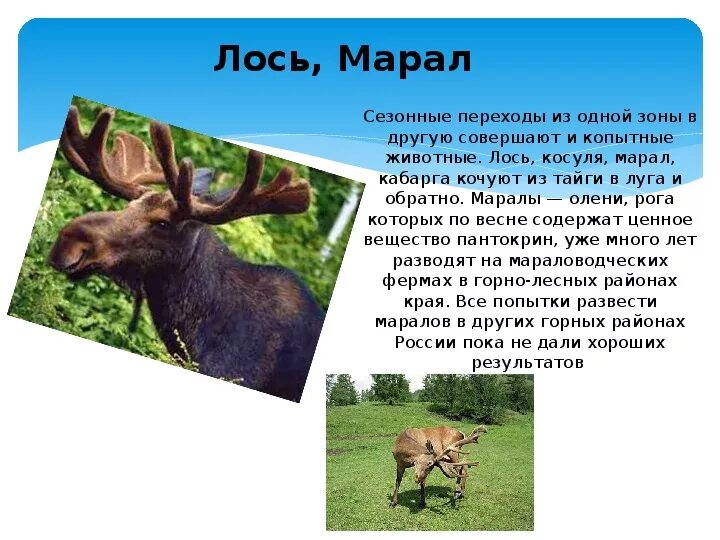 В какой природной зоне живет лось. Проект животные Алтайского края 3 класс. Животные из красной книги Алтайского края. Животные Алтайского края презентация. Марал описание.