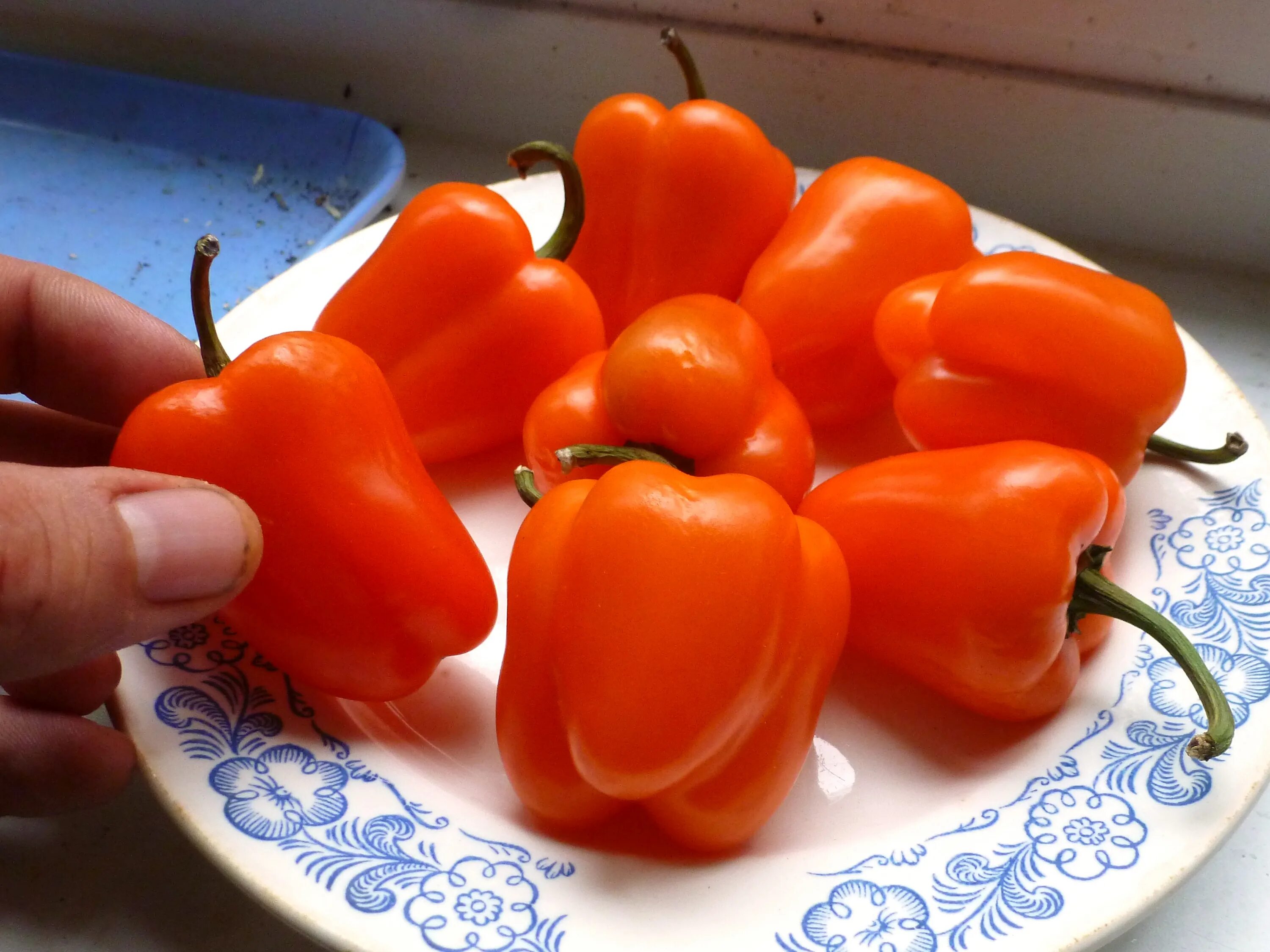 Сладкий перец какой лучше. Перец сладкий «мини Белл». Перец сладкий Mini Bell Orange. Перец сорт «мохаук Гольд». Перец сладкий оранж мини f1.