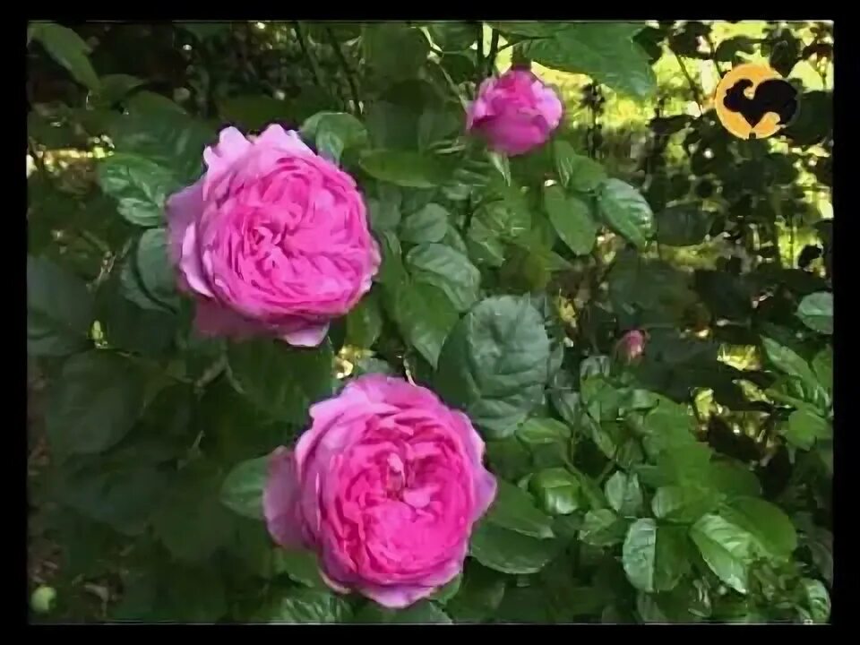 Французские розы видео. Шраб ладюре. Французские розы видео. Французские розы видео. Французские розы видео.