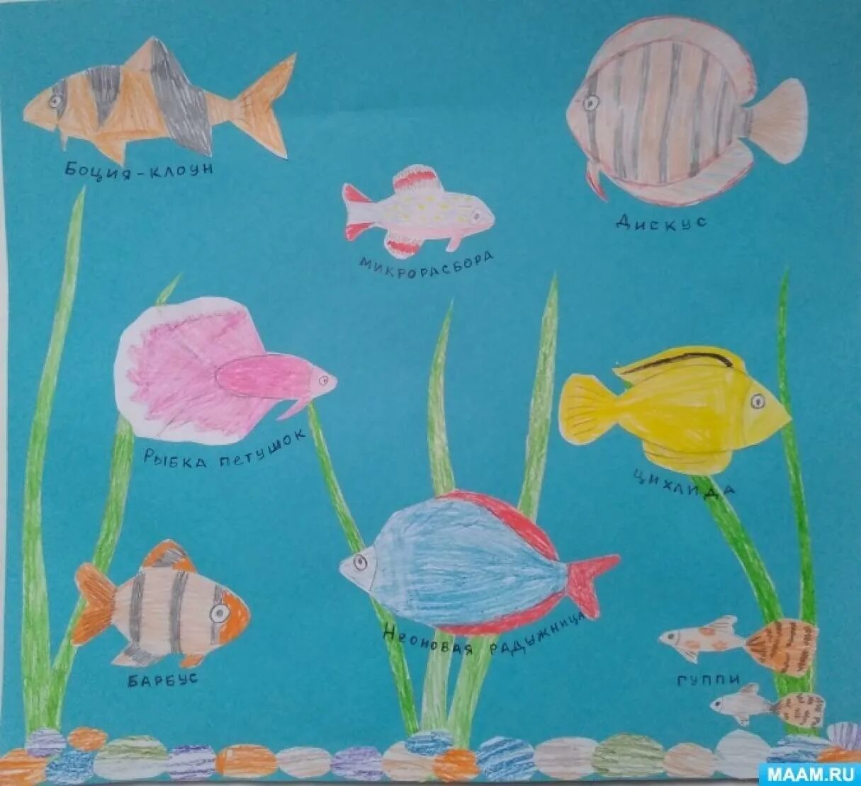 Тема аквариум в средней группе. Рисование аквариумные рыбки в старшей группе. Рисование аквариум с рыбками старшая группа. Рыбки в аквариуме рисование в средней группе. Рыбки в аквариуме рисование с аппликацией средней группе.
