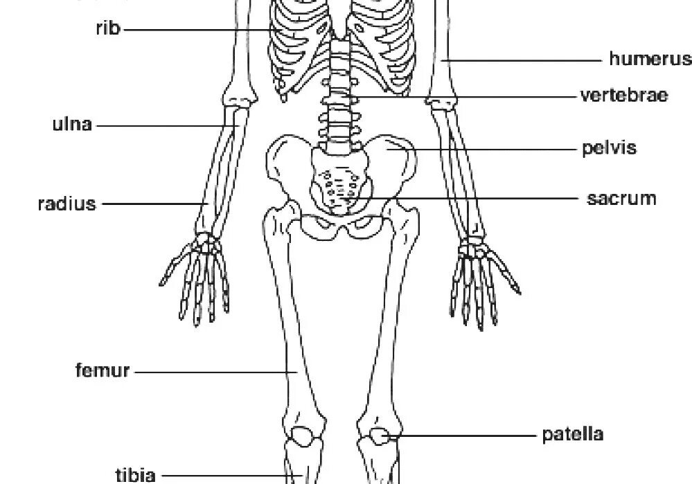 Скелет человека по частям. Скелет презентации на английском. Bones form forms the Skeleton of the body. Skeleton Bones names. The bones form