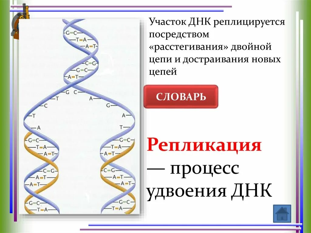 Достроить вторую цепь днк. Участок ДНК. Цепь ДНК. Двойная цепь ДНК. Цепь ДНК схема.