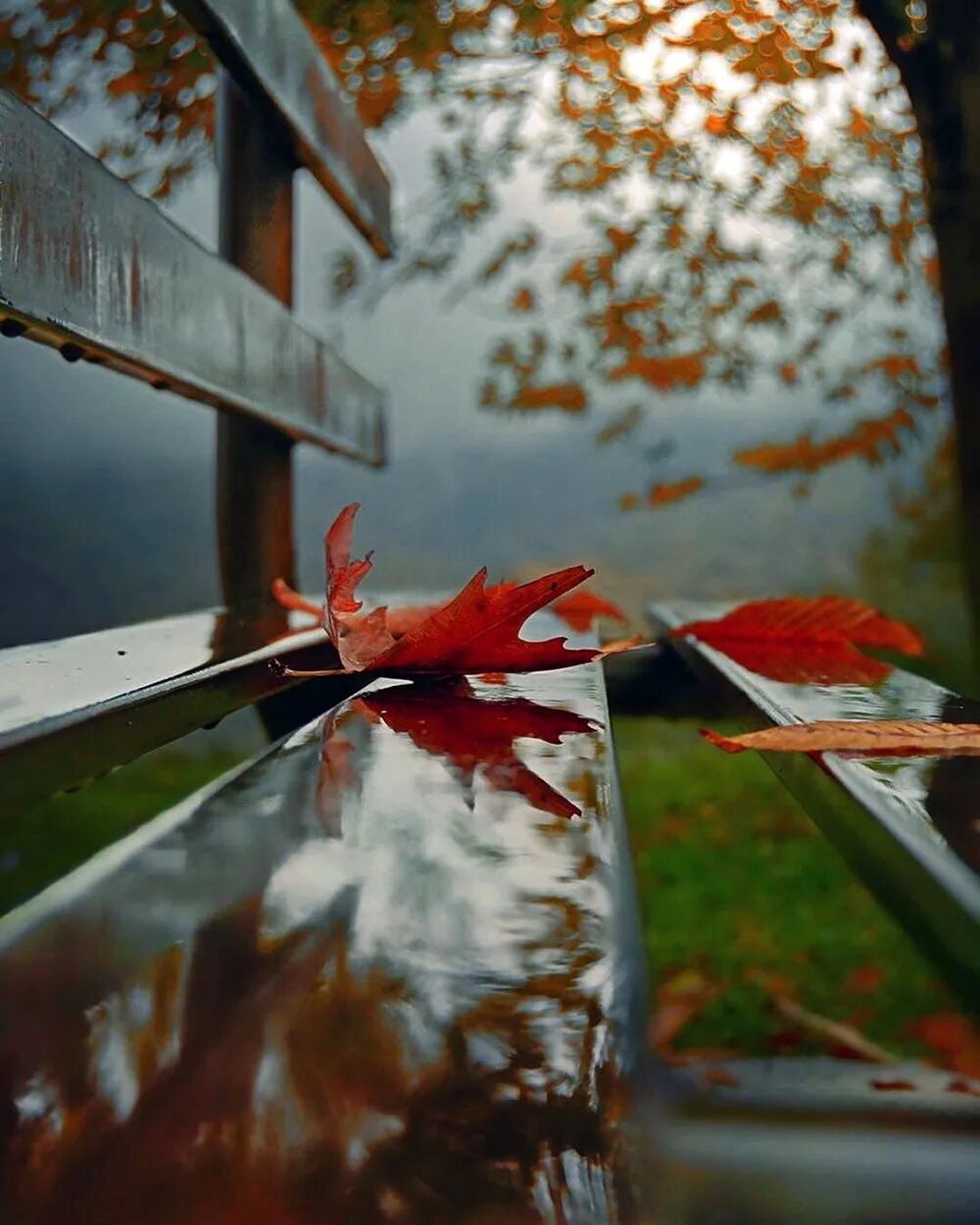 Трогательная осень. Грустная осень. Осень дождь. Осень листья. Грустные осенние картинки.
