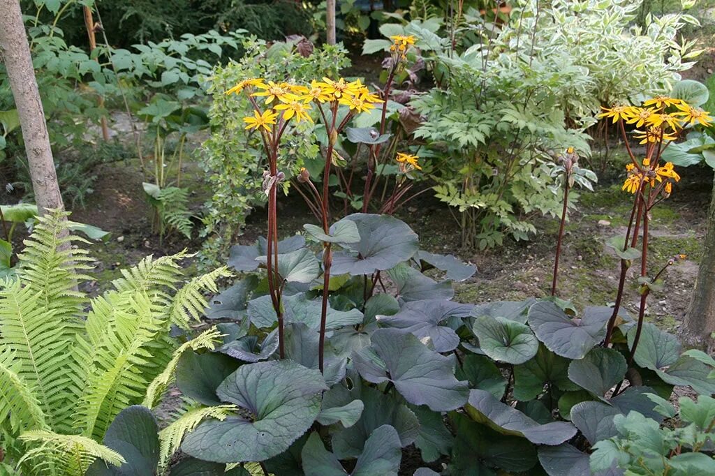 Бузульник тангутский. Бузульник тангутский (Ligularia tangutica) - неприхотливое