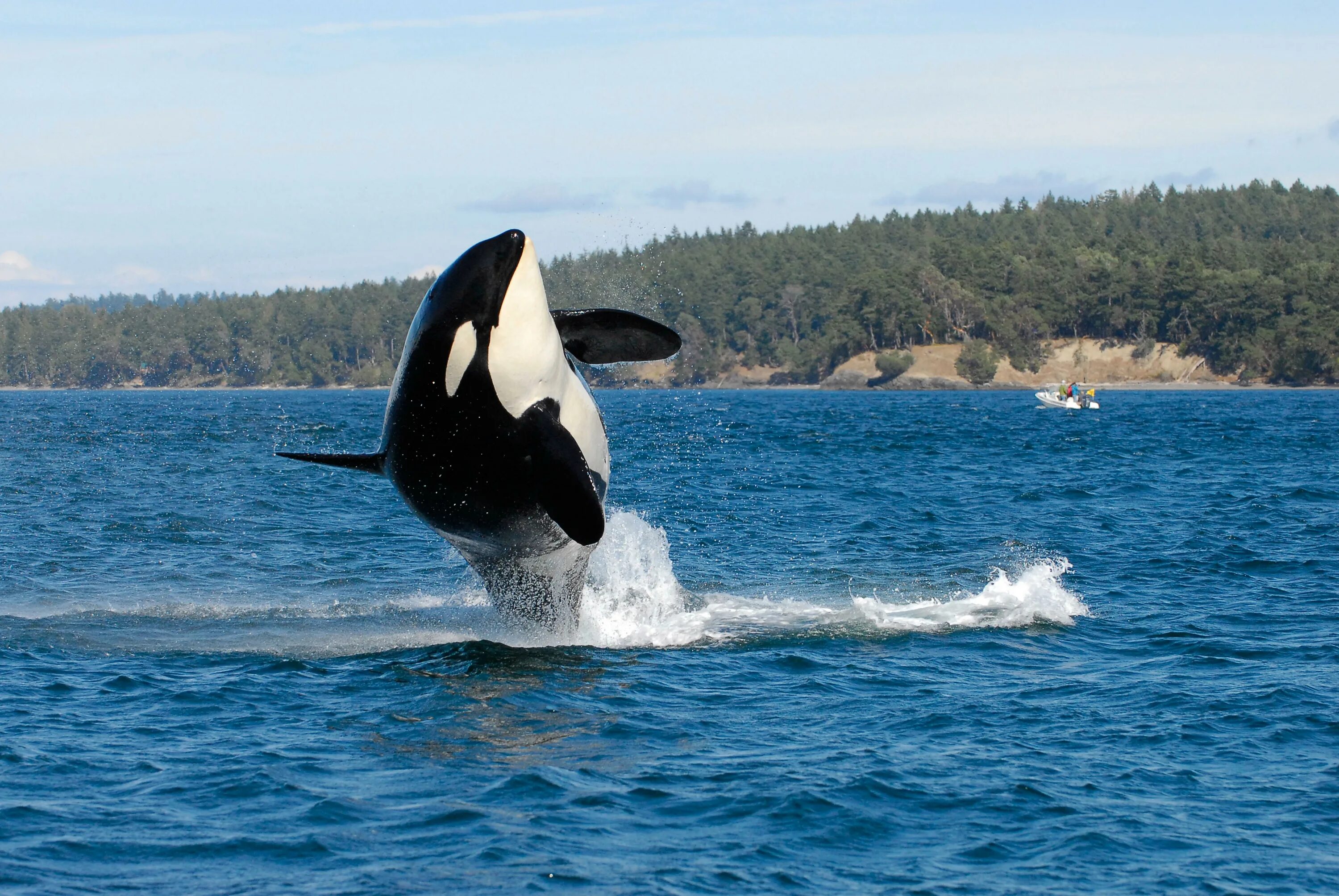 Косатка или Касатка. Касатки на Камчатке. SEAWORLD касатки. Касатки в тихом океане.