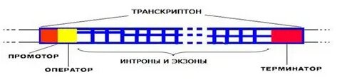 Транскриптон