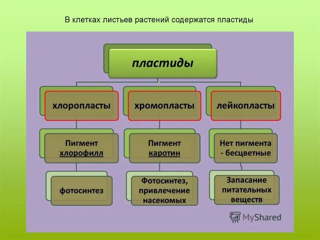 Хлоропласты содержат пигменты. Пластиды типы пластид пигменты. Пигменты хлоропластов. Пигмент лейкопластов. Классификация хлоропластов.