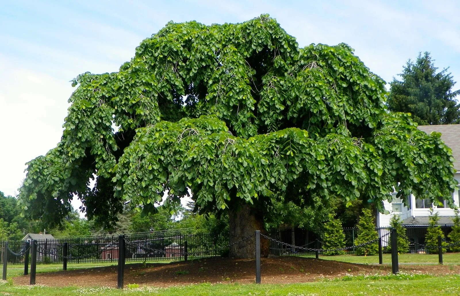 Карагач описание. Вяз гладкий (Ulmus laevis). Вяз Ильм карагач. Вяз Ильм карагач Берест. Вяз гладкий Ulmus laevis Pall..