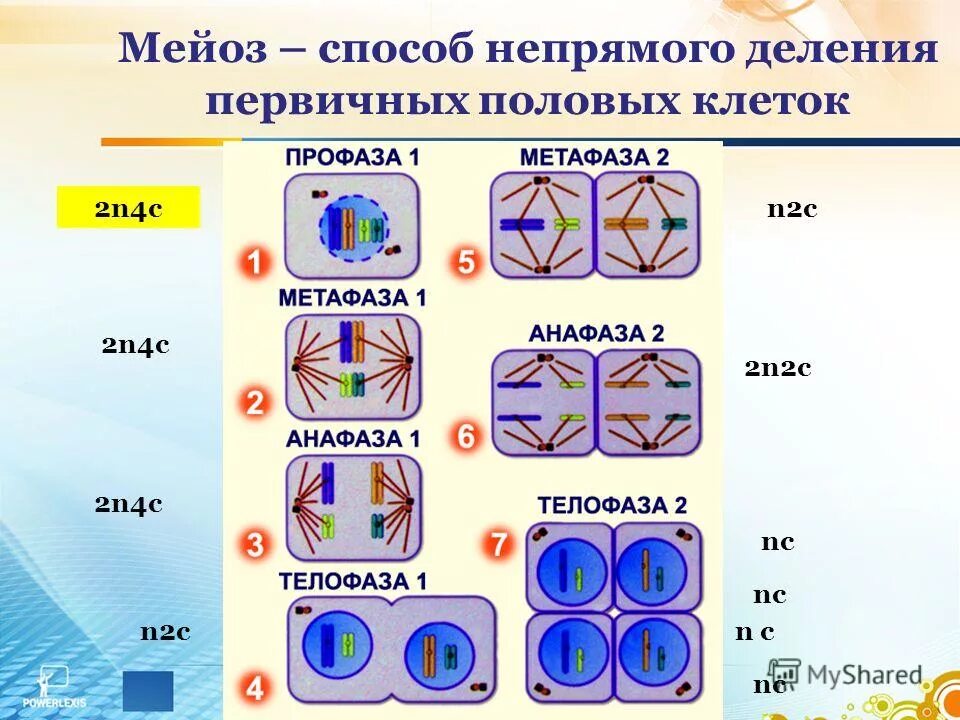 Тест по митозу