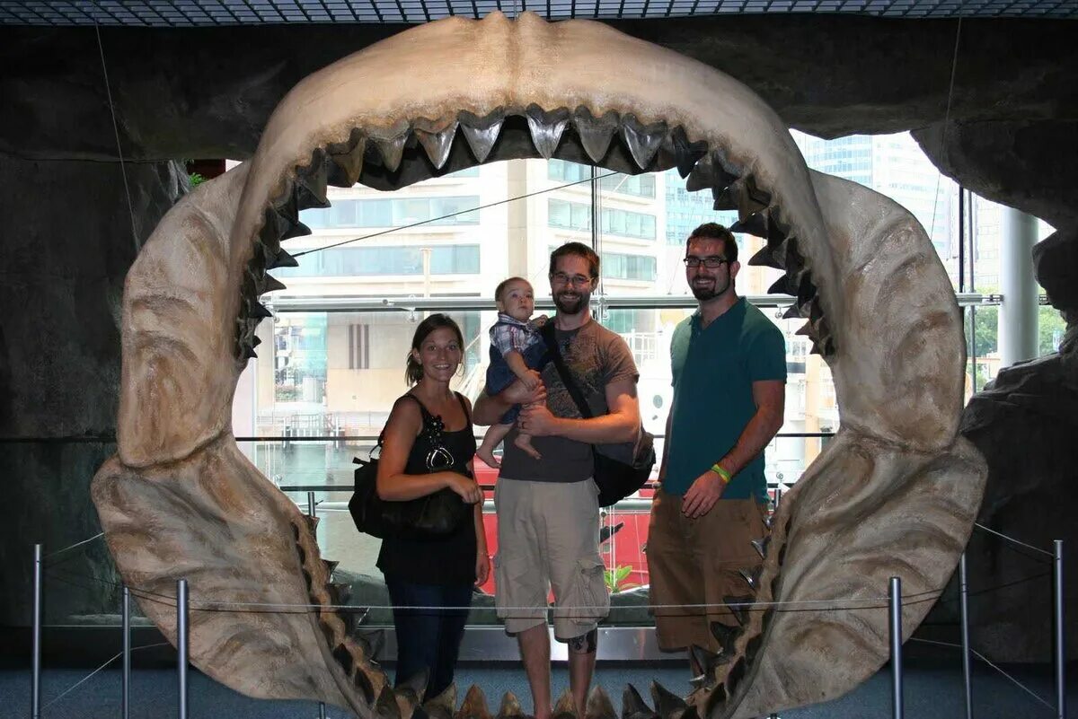 Самая большая пасть. Скелет акулы МЕГАЛОДОН. Акула МЕГАЛОДОН челюсть. МЕГАЛОДОН челюсть. Скелет МЕГАЛОДОНА В музее.