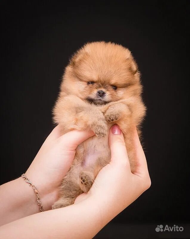 Мини померанский шпиц размер. Шпиц померанский медвежьего. Микро померанский пуппи. Супер мини шпиц микро медвежьего. Мини померанский шпиц размер.