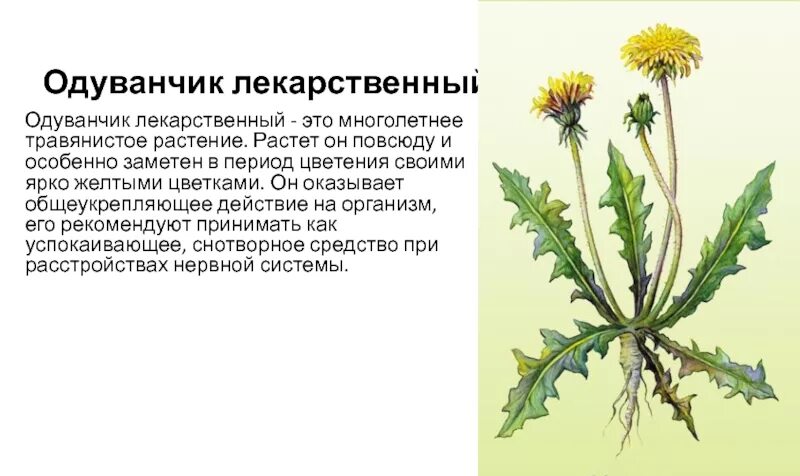 Одуванчик лекарственный – Taraxacum officinale. Одуванчик полевой лекарственный представитель семейства. Одуванчик характеристика биология. Одуванчик лекарственный описать. Одуванчик показания