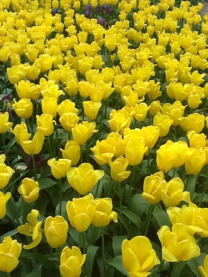 Желтые тюльпаны значение цветка. Букет тюльпанов. Желтый тюльпан о цветах. Желтые тюльпаны значение цветка. Букет тюльпанов.