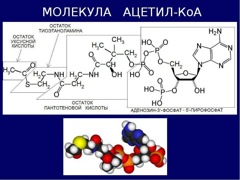 КОА биохимия. Образование ацетил КОА. Ацетил коэнзим а. Ацетил-КОА это в биохимии. Ацетил коа пути