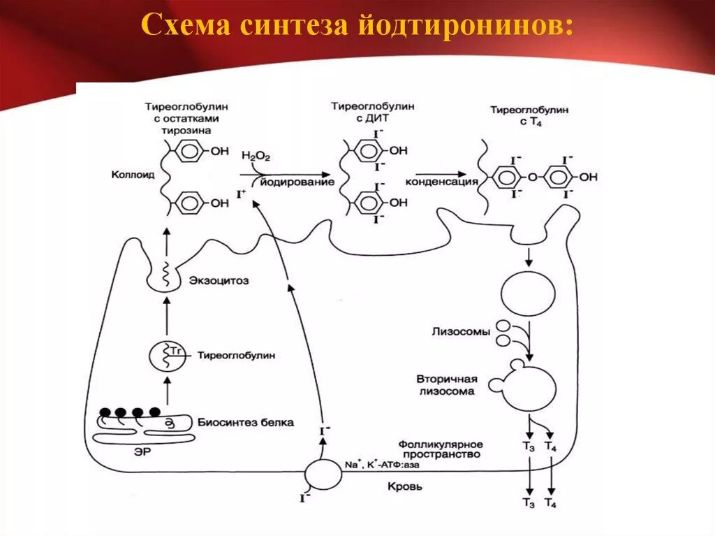 Использование йода для синтеза гормонов. Схема синтеза йодтиронинов биохимия. Схема синтеза йодтиронинов. Схема синтеза и регуляции синтеза йодтиронинов. Образование йодтиронинов из тирозина.