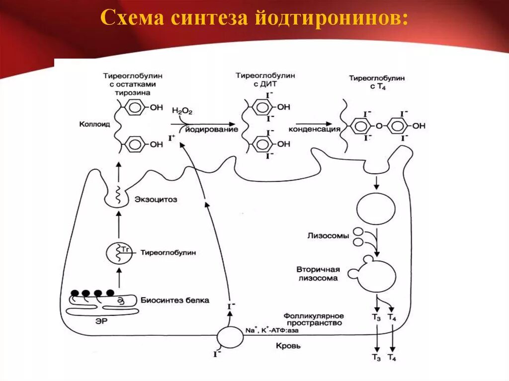 Регуляция тироксина. Схема синтеза йодтиронинов биохимия. регуляция синтеза гормонов щитовидной железы схема. схема синтеза йодтиронинов. регуляция синтеза йодтиронинов из тирозина.