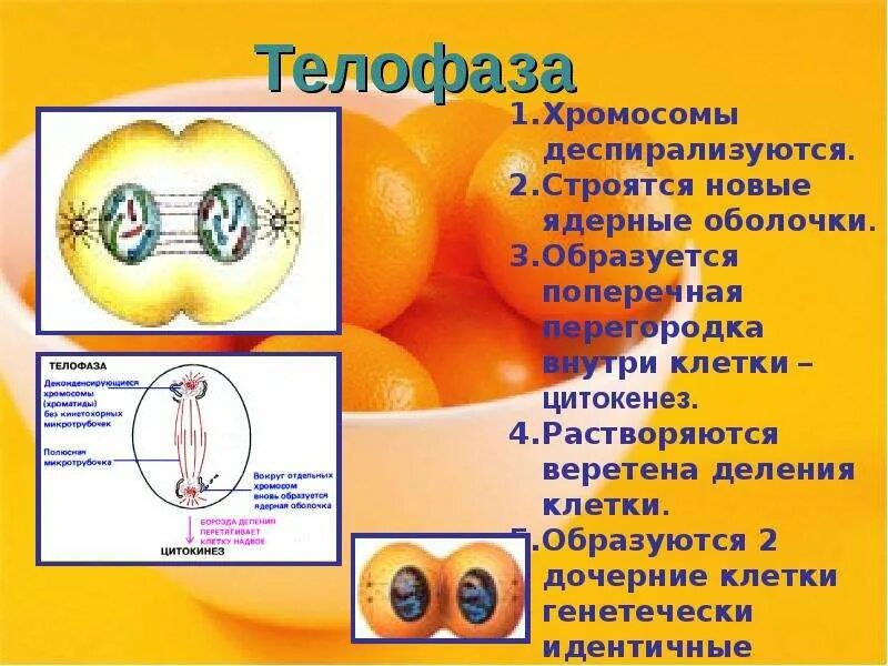 Образуется дочерние клетки идентичные материнской