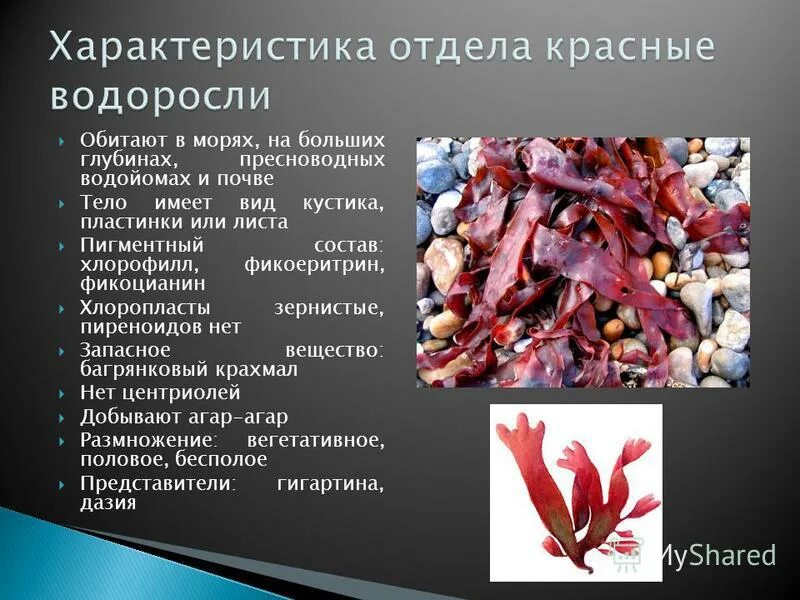 Глубина обитания зеленых водорослей красных водорослей. Место обитания красных. Красные водоросли анфельция. Морские бурые и красные водоросли. Место обитания бурых водорослей.