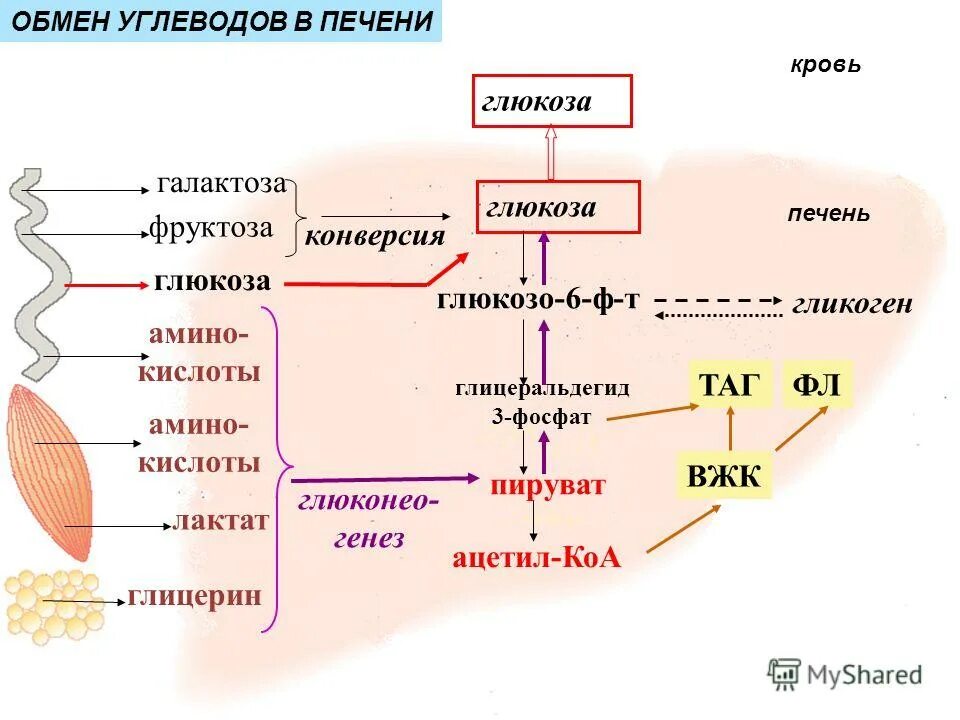 Печень расщепляет углеводы