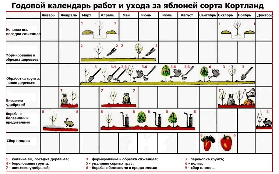 Расписание плодовое. Таблица обрезки плодовых деревьев. Технологическая схема выращивания яблони. Таблица обрезки плодовых деревьев и кустарников. Технологическая карта по обрезки плодовых деревьев.