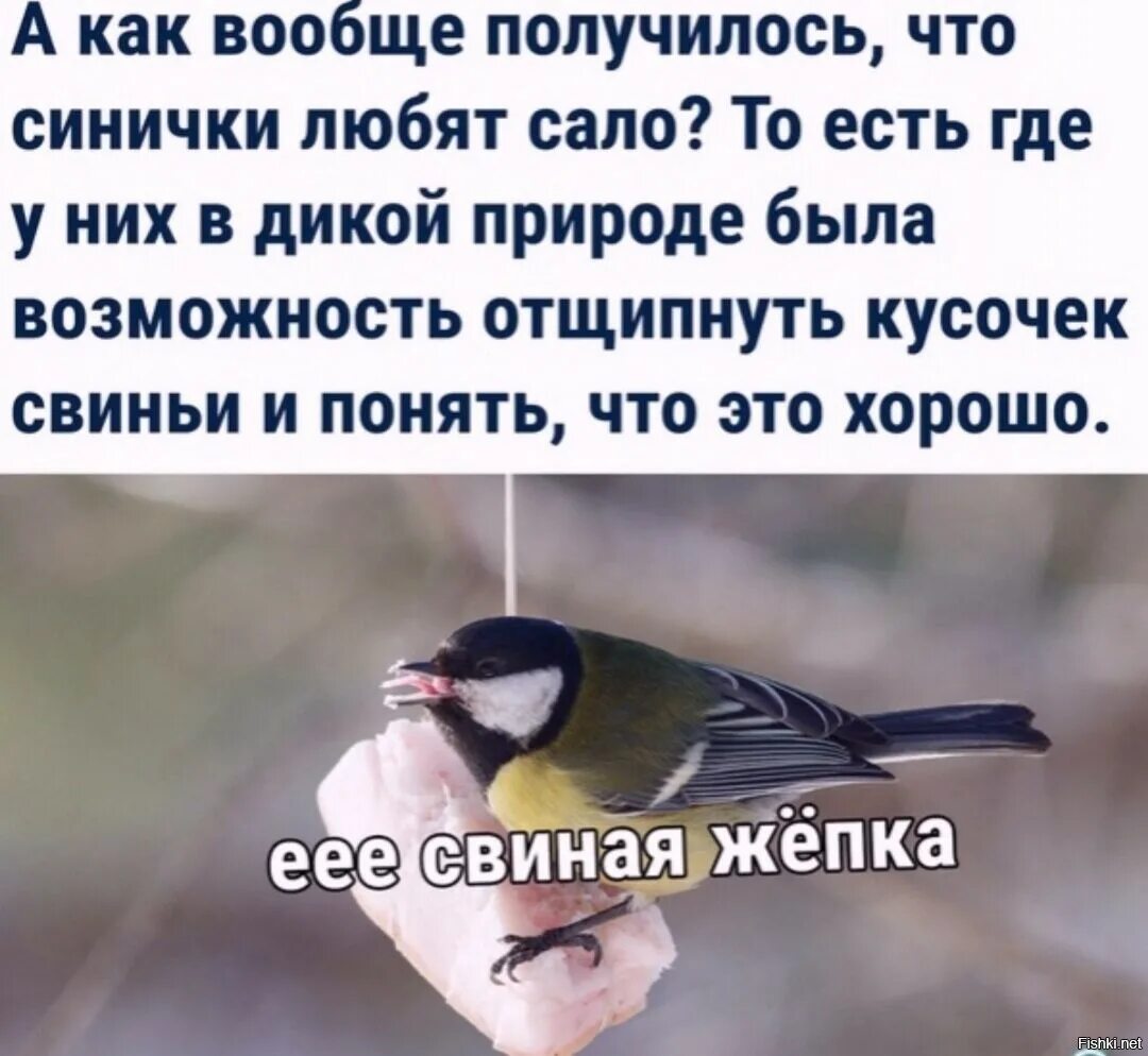 Синица в руках. Чем кормить синиц. Сочинение птицы зимой. Презирать растащить низкий безграничный синицы. Кормление птиц.