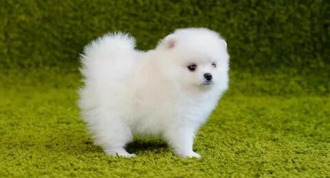 Собака шпиц белый маленький