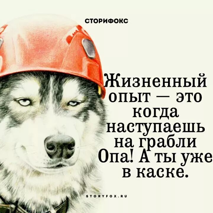 Жизненный опыт на тему настоящее искусство. Жизненный опыт. Жизненный опыт человека. Жизненный опыт картинки. Хаски в каске.