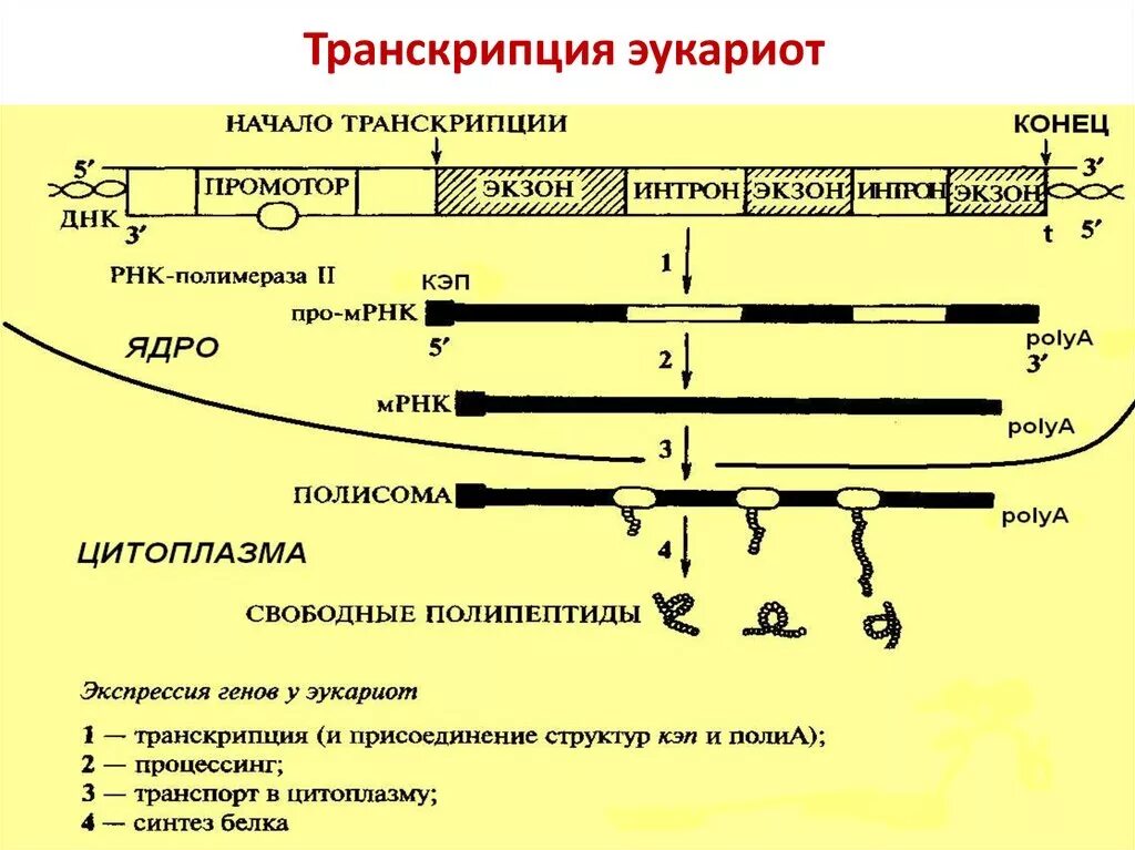 Процесс транскрипции у эукариот. Процессы транскрипции и трансляции у прокариот и эукариот. Транскрипция генов эукариот. Регуляторные элементы транскрипции эукариот.