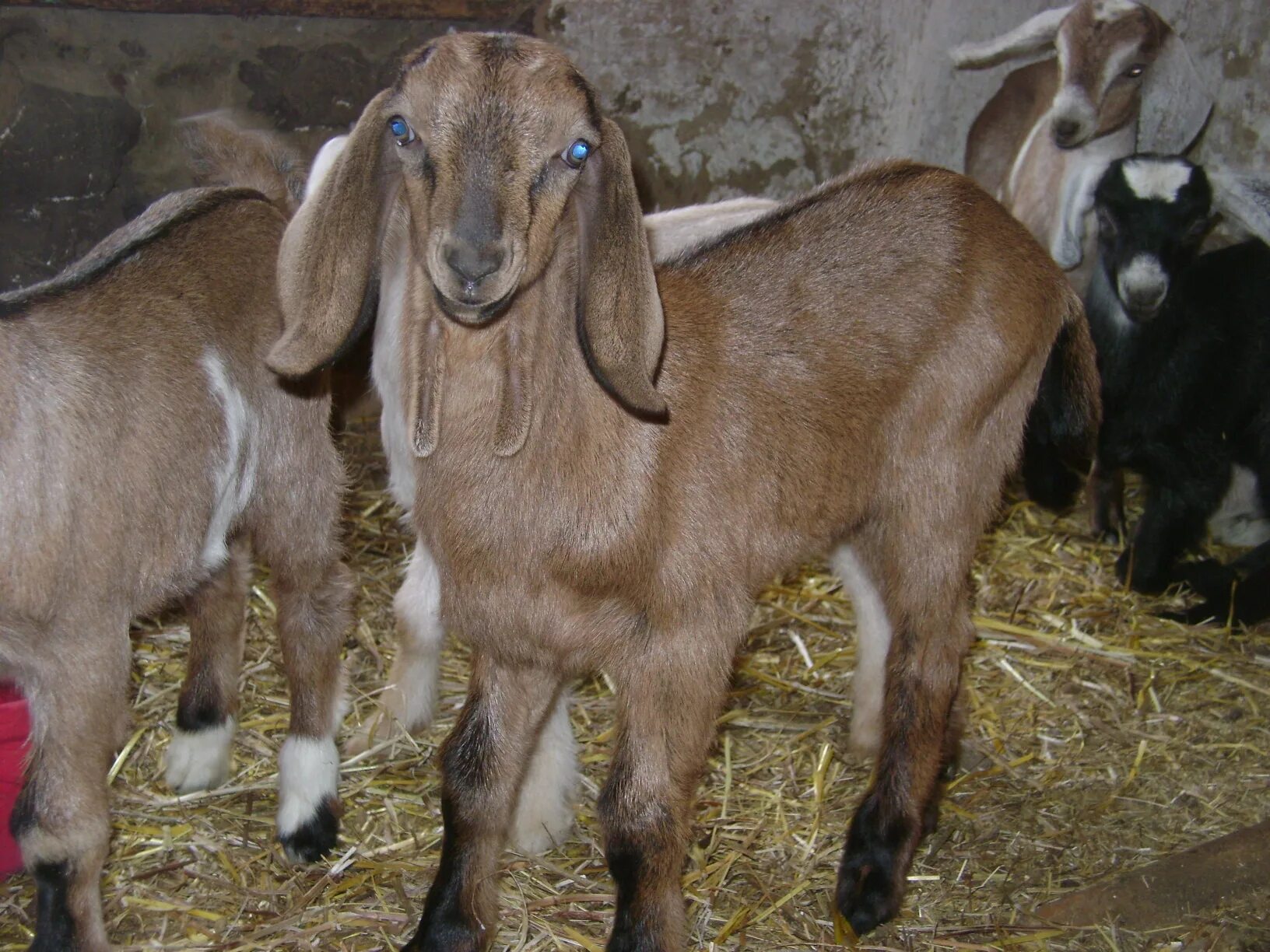 Коза нубийской породы описание породы цена. Нубийские козы нубийские козы. Коза вислоухая нубийская. Козлята нубийской породы. Нубийская комолая коза.