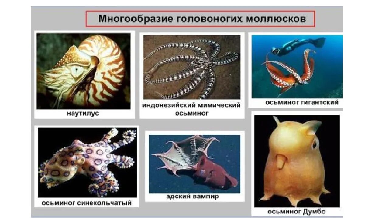 Наука о моллюсках