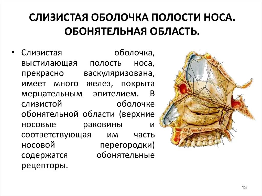 Строение оболочек носовой полости. Строение слизистой оболочки носовой полости. Особенности строения слизистой оболочки носовой полости. Строение слизистой оболочки полости носа.