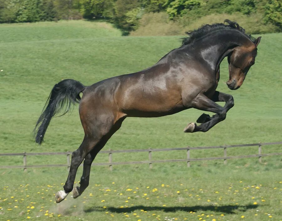Две лошади. 1850. Лошади резвятся. Лошадь на дыбах. Владимирский тяжеловоз гравюра.