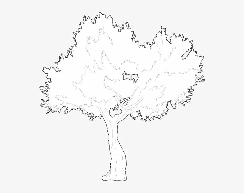 Дерево чертеж. Дуб ландшафтный эскиз. Прозрачный контур дерева для чертежей.