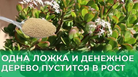 Удобрение для денежного дерева