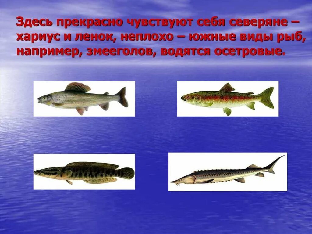 В лене обитают. Река лена обитатели реки. обитатели реки ангара. обитатели реки енисей. какие рыбы обитают в реке лена.