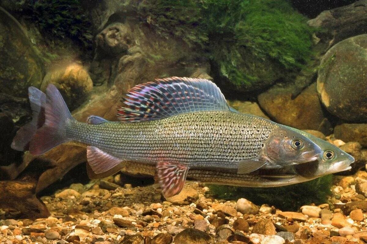 Описание рыбы хариус. Сибирский Байкальский хариус. Сибирский хариус - Thymallus arcticus. Европейский хариус — Thymallus Thymallus (l., 1758). Хариус Желтопятнистый.