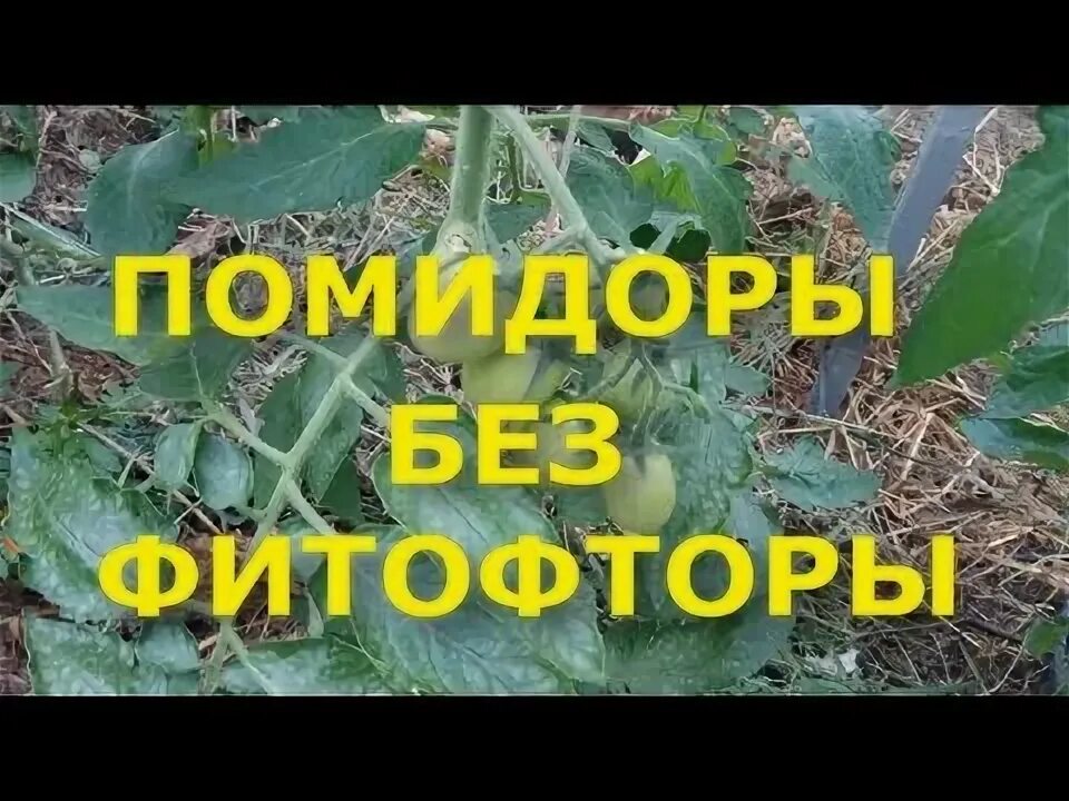 Как обработать почву от фитофторы осенью. Йод от фитофторы на помидорах.