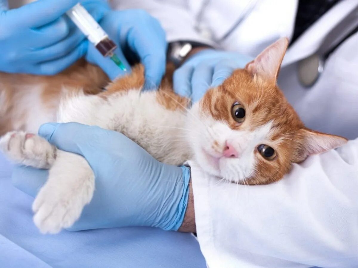 Где сделать бесплатную прививку кошкам. Вакцинация кошек. Терапия животных. Кошачьи вакцины. Укол кошке.