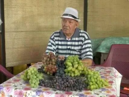 Виноград пино мичуринский