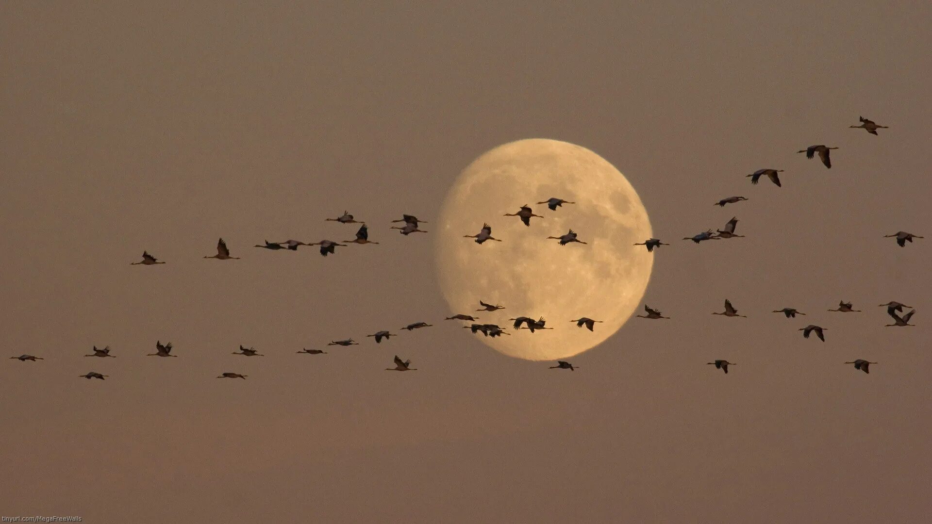 Полетели ночи. Птица на фоне Луны. Перелетные птицы ночью. Птицы ночью летают. Птица в ночном небе.
