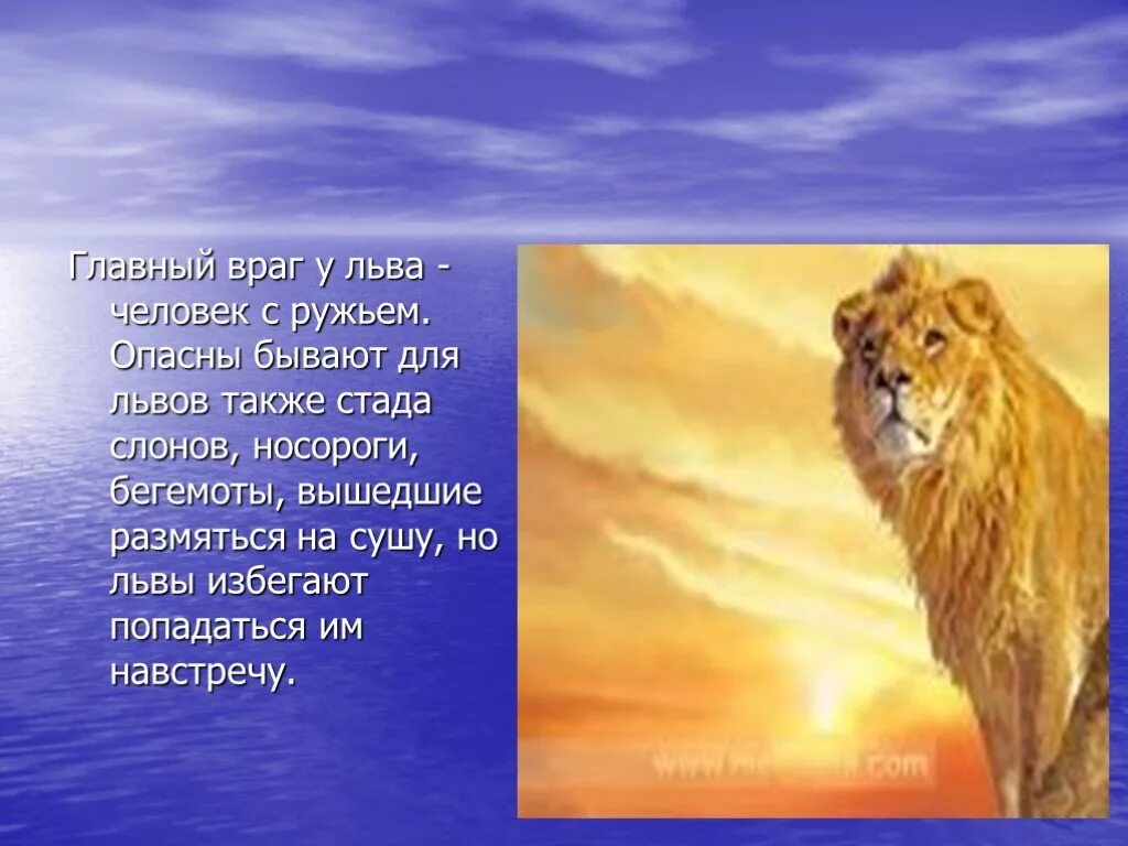 Доклад про Львов. Презентация на тему животное Лев. Лев для презентации. Доклад про Льва. Информация про львов