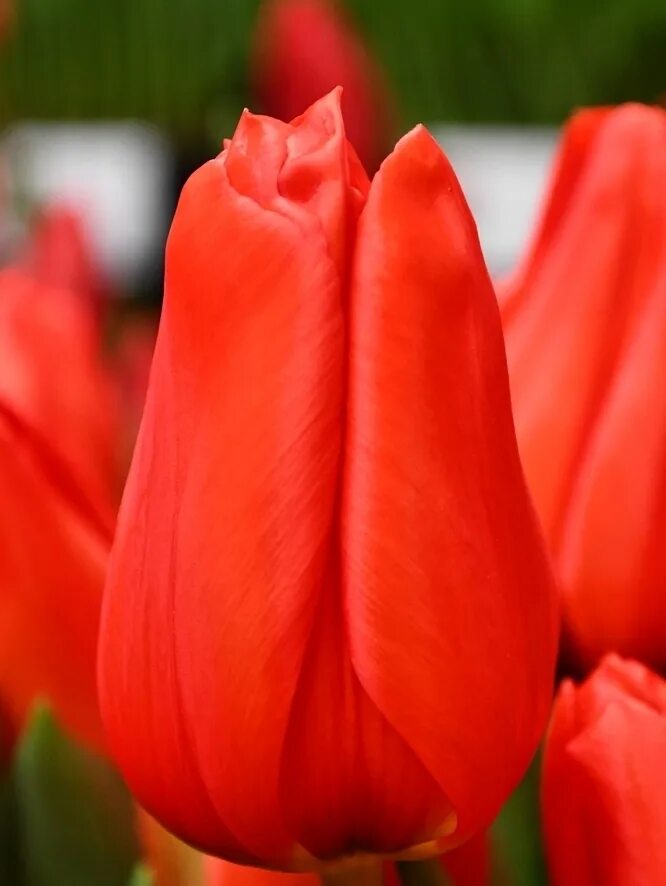 Тюльпан лалибела. Lalibela (Лалибела) тюльпаны. Лалибела тюльпан 12+. Лалибела тюльпан оранжевый.
