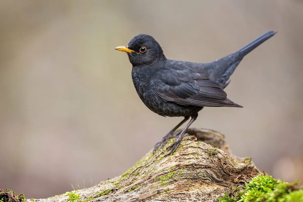 Белогрудый Дрозд. Черный Дрозд. Blackbird черный Дрозд. Дрозд чёрный в крапинку.